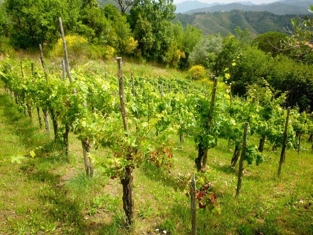 Bed and Breakfast Benvenuti Nel Sud Sessa Cilento Esterno foto